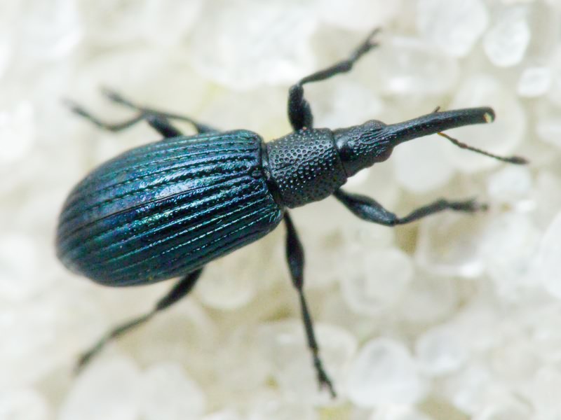 Stenopterapion (Stenopterapion) meliloti (W. Kirby, 1808)